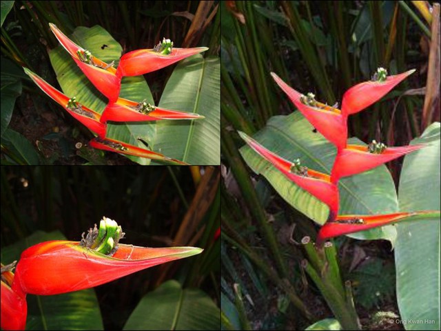 Heliconia (Heliconia) caribaea • © Ong Kwan Han • All Rights Reserved