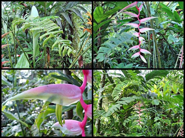 Heliconia (Heliconia) chartacea • © Ong Kwan Han • All Rights Reserved