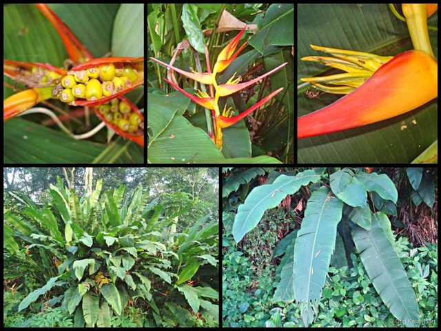 Heliconia (Taeniostrobus) latispatha • © Ong Kwan Han • All Rights Reserved
