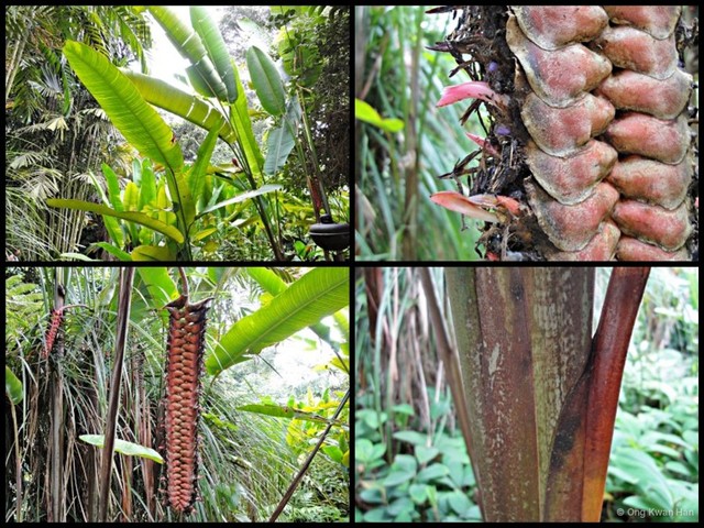 Heliconia (Heliconia) mariae • © Ong Kwan Han • All Rights Reserved