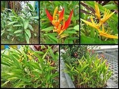 Heliconia (Stenochlamys) psittacorum