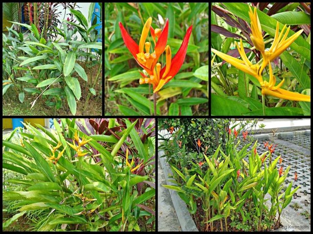 Heliconia (Stenochlamys) psittacorum • © Ong Kwan Han • All Rights Reserved