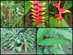 Heliconia (Heliconia) rostrata