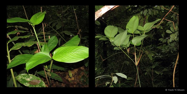 Donax canniformis • © Yeoh Yi Shuen • All Rights Reserved