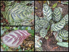 Goeppertia makoyana (É.Morren) Borchs. & S.Suárez