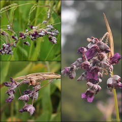 Thalia dealbata