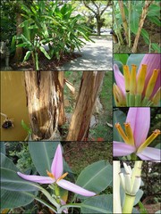 Musa ornata