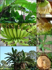 Musa acuminata var. sumatrana