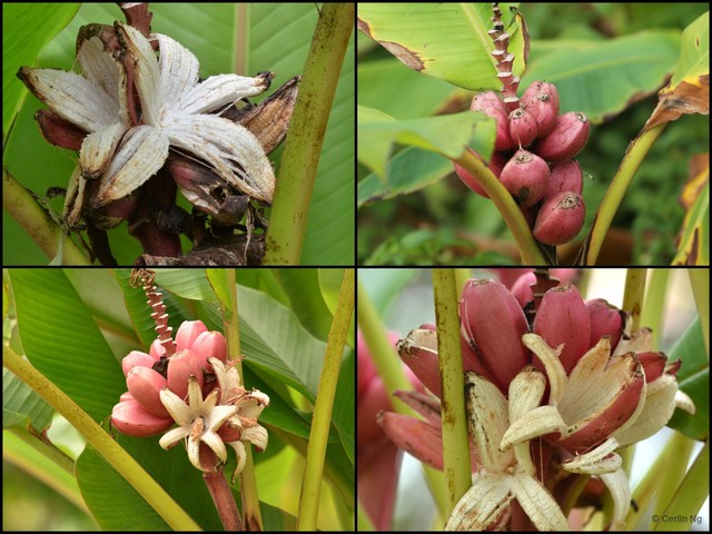 Musa velutina • © Cerlin Ng • All Rights Reserved
