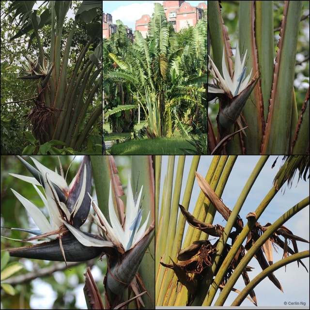 Strelitzia nicolai • © Cerlin Ng • All Rights Reserved