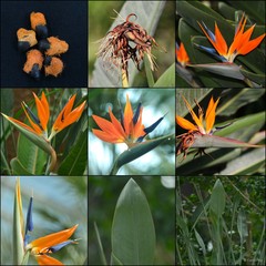 Strelitzia reginae Banks