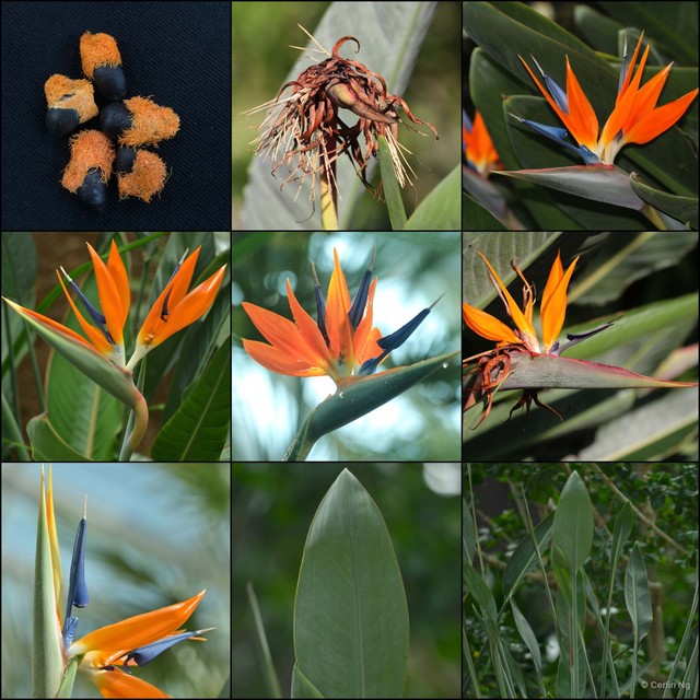 Strelitzia reginae • © Cerlin Ng • All Rights Reserved