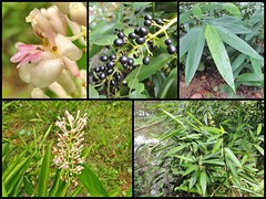 Alpinia aquatica
