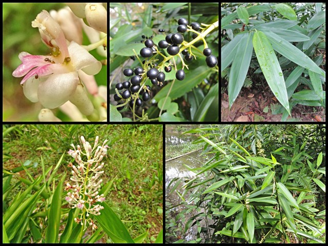 Alpinia aquatica • © Ong Kwan Han • All Rights Reserved