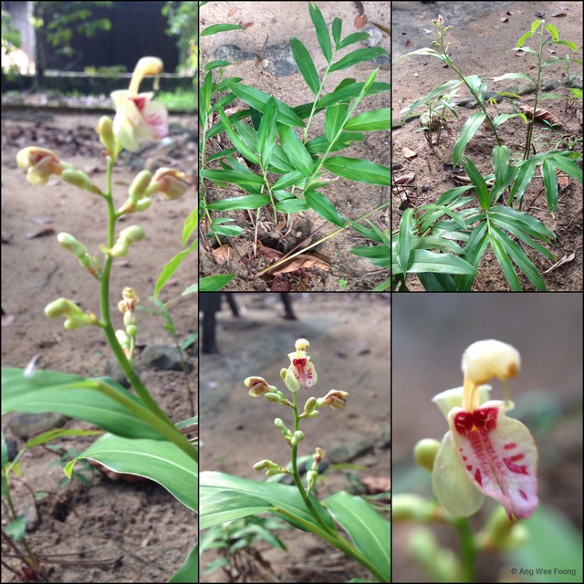 Alpinia conchigera • © Ang Wee Foong • All Rights Reserved