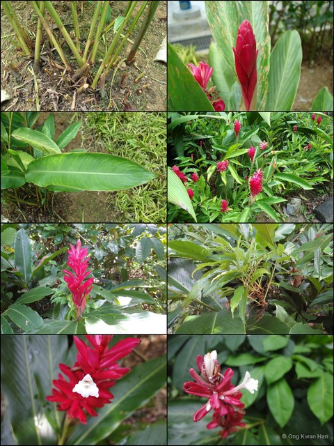 Alpinia purpurata • © Ong Kwan Han • All Rights Reserved