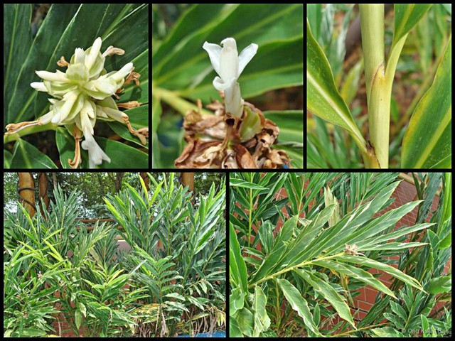 Alpinia vittata • © Ong Kwan Han • All Rights Reserved