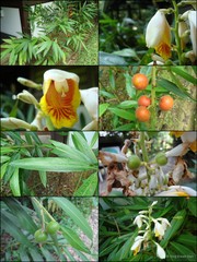 Alpinia zerumbet