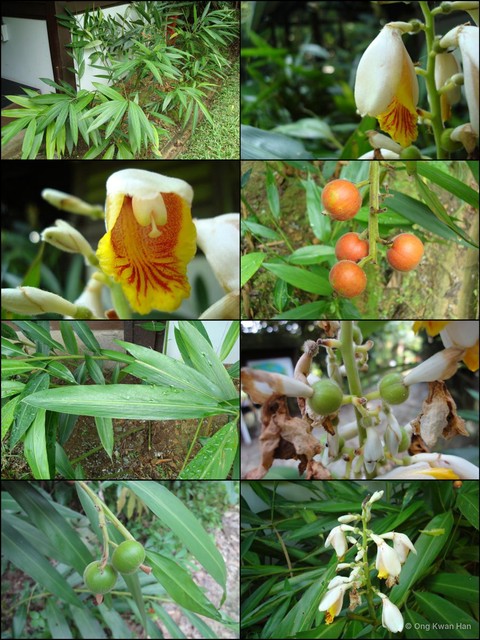Alpinia zerumbet • © Ong Kwan Han • All Rights Reserved