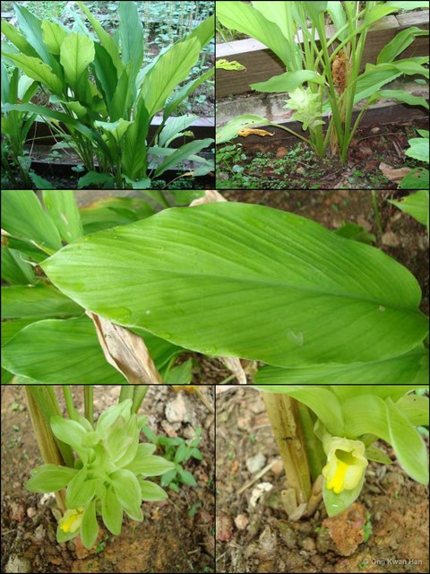 Curcuma (Curcuma) longa • © Ong Kwan Han • All Rights Reserved