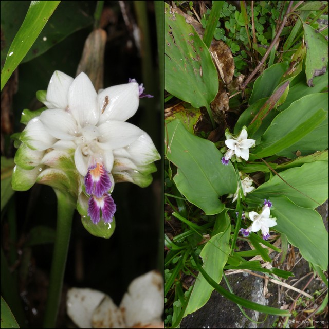 Curcuma (Hitcheniopsis) parviflora • © Ang Wee Foong • All Rights Reserved