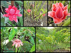 Etlingera elatior