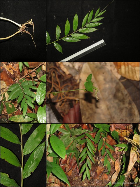 Globba pendula pendula • © Reuben Chong Jin Lim • All Rights Reserved