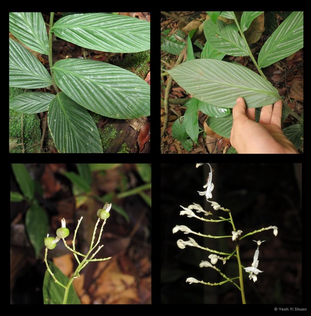 Globba leucantha var. peninsularis • © Yeoh Yi Shuen • All Rights Reserved