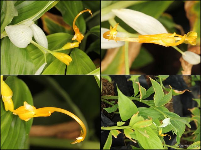 Globba winitii • © Ang Wee Foong • All Rights Reserved