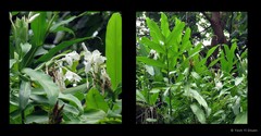 Hedychium coronarium