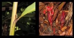 Hornstedtia scyphifera var. scyphifera