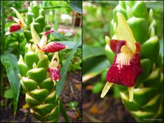 Zingiber officinale