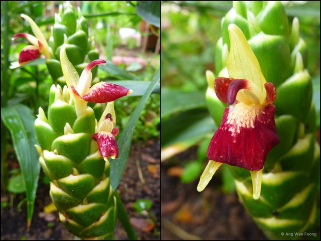 Zingiber officinale • © Ang Wee Foong • All Rights Reserved