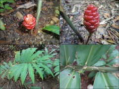 Zingiber ottensii Valeton