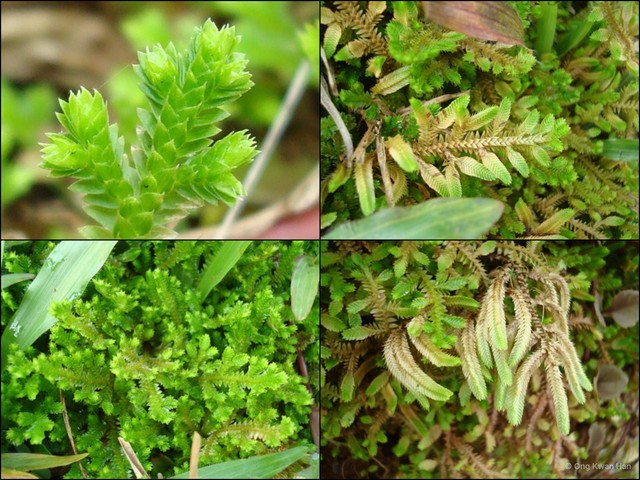 Selaginella (Heterostachys) ciliaris • © Ong Kwan Han • All Rights Reserved