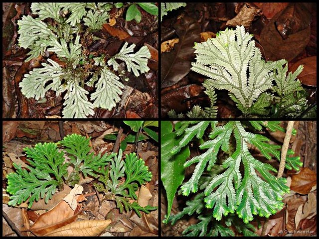 Selaginella (Stachygynandrum) intermedia • © Ong Kwan Han • All Rights Reserved