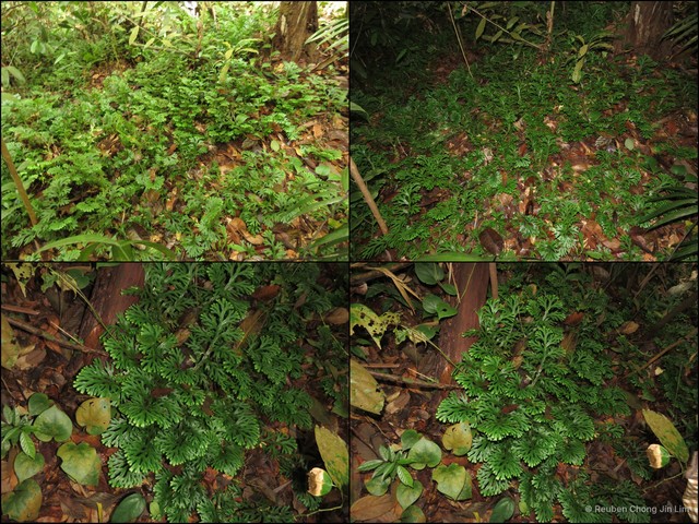 Selaginella (Heterostachys) mayeri • © Reuben Chong Jin Lim • All Rights Reserved