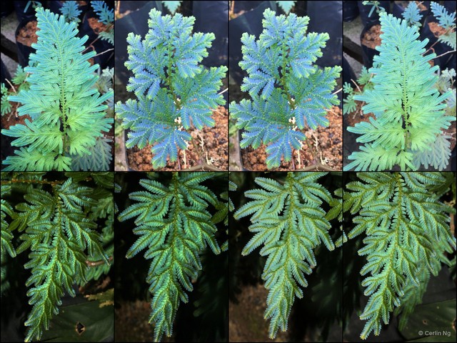 Selaginella (Heterostachys) willdenowii • © Cerlin Ng • All Rights Reserved