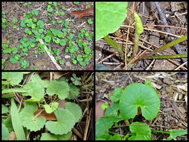 Centella asiatica • © Ong Kwan Han • All Rights Reserved
