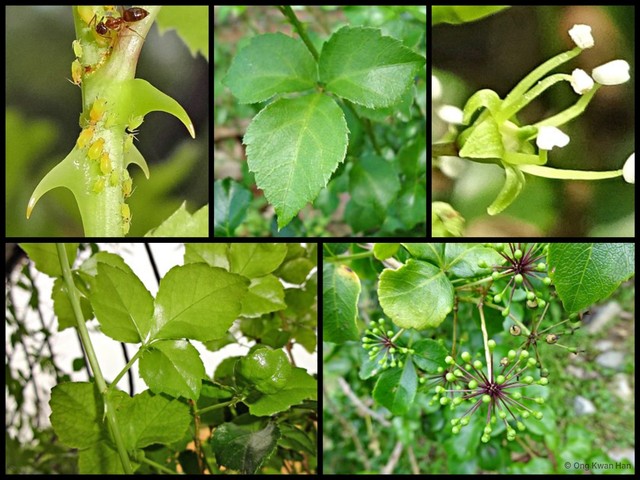 Eleutherococcus trifoliatus • © Ong Kwan Han • All Rights Reserved