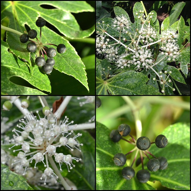 Fatsia japonica • © Cerlin Ng • All Rights Reserved