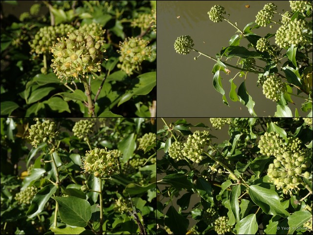 Hedera helix • © Yeoh Yi Shuen • All Rights Reserved