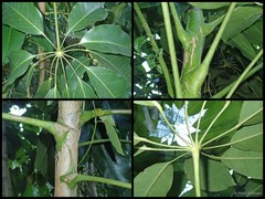 Heptapleurum actinophyllum
