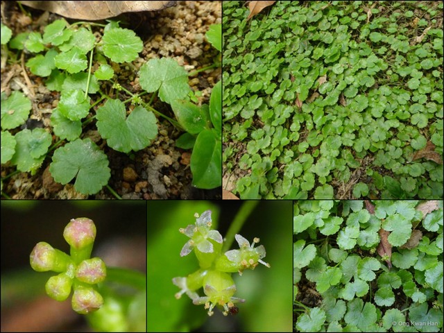 Hydrocotyle sibthorpioides • © Ong Kwan Han • All Rights Reserved