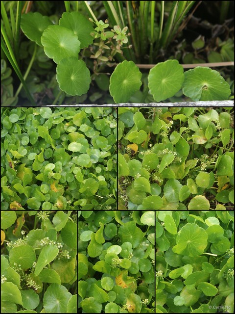 Hydrocotyle verticillata • © Cerlin Ng • All Rights Reserved