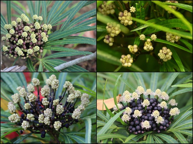 Osmoxylon lineare • © Cerlin Ng • All Rights Reserved