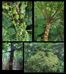 Polyscias diversifolia