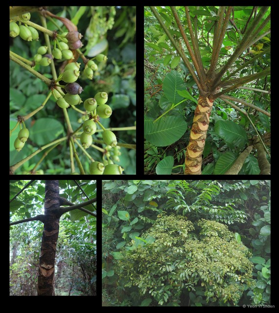 Polyscias diversifolia • © Yeoh Yi Shuen • All Rights Reserved