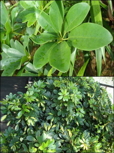 Schefflera arboricola • © Ong Kwan Han • All Rights Reserved