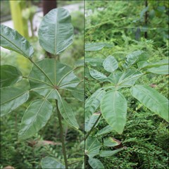 Trevesia burckii Boerl.